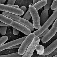 Lactobacillus acidophilus